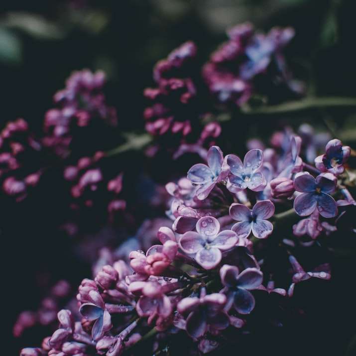 photographie de fleurs violettes puzzle coulissant en ligne