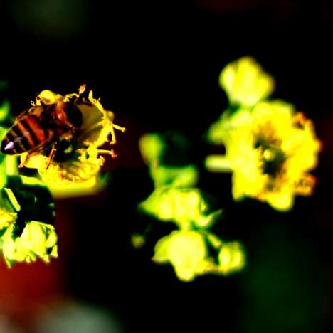 黄色い蘭の花に茶色と黒のハチ オンラインパズル