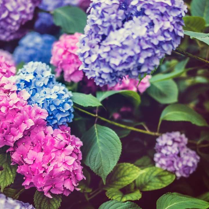 ombre profondeur de champ photographie de fleurs d'hortensias puzzle en ligne