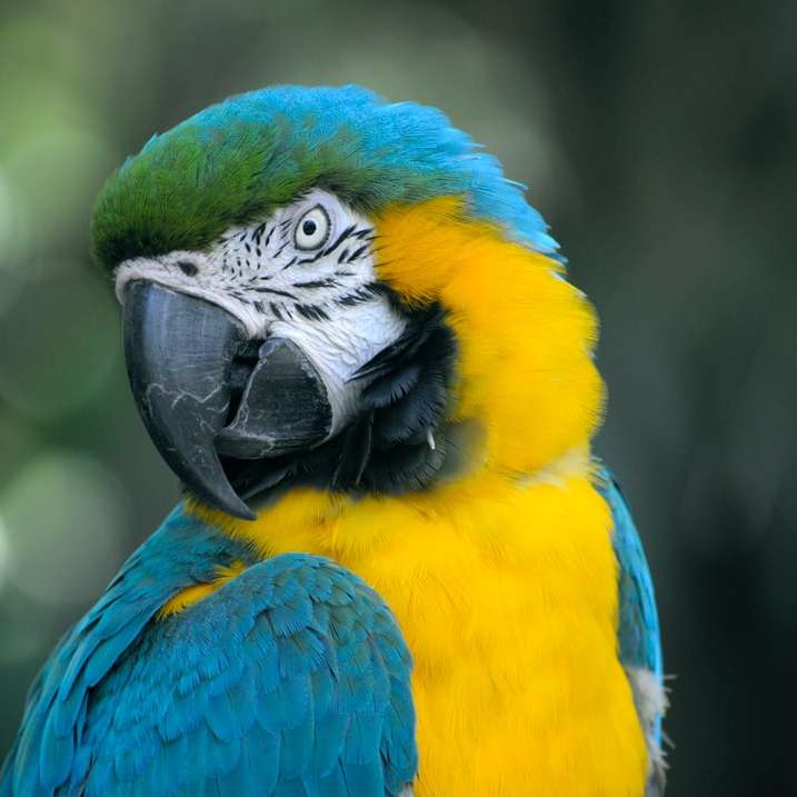 близък план на жълт и синьо-зелен папагал плъзгащ се пъзел онлайн