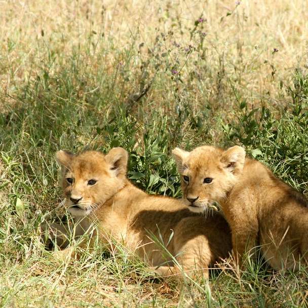 két barna oroszlánkölyök a füvön csúszó puzzle online