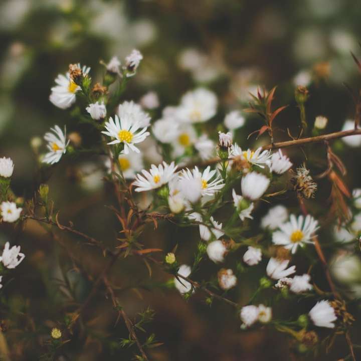 białe kwiaty z oddechem dziecka kwitnące w ciągu dnia puzzle przesuwne online