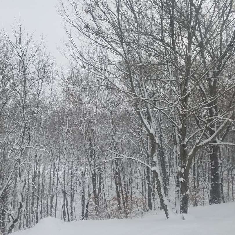 árvores nuas com campo coberto de neve puzzle deslizante online