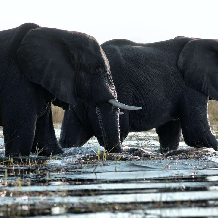 zwei schwarze Elefanten, die im Wasser laufen Online-Puzzle