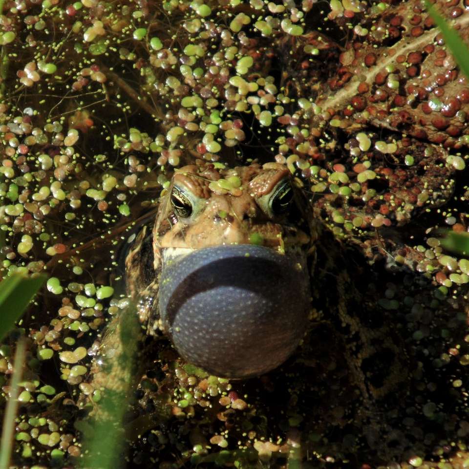 brązowo-szara żaba puzzle online