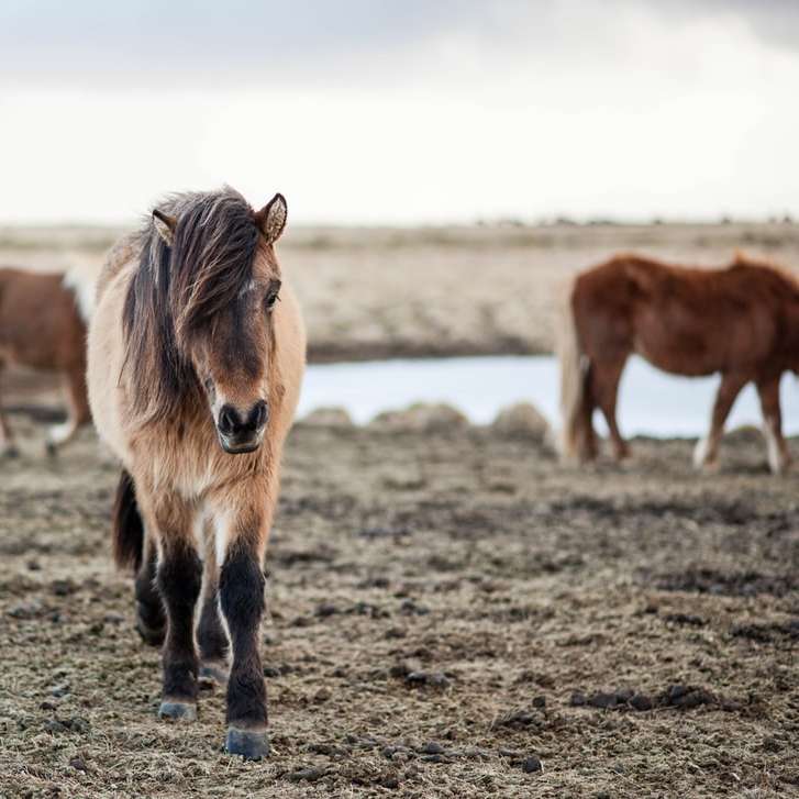 ondiepe focus fotografie van paard online puzzel