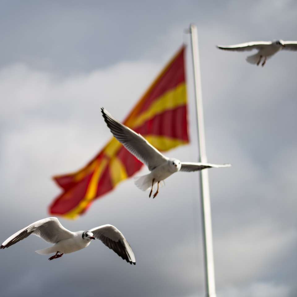 Білий птах летить над прапором Сполучених Штатів Америки онлайн пазл