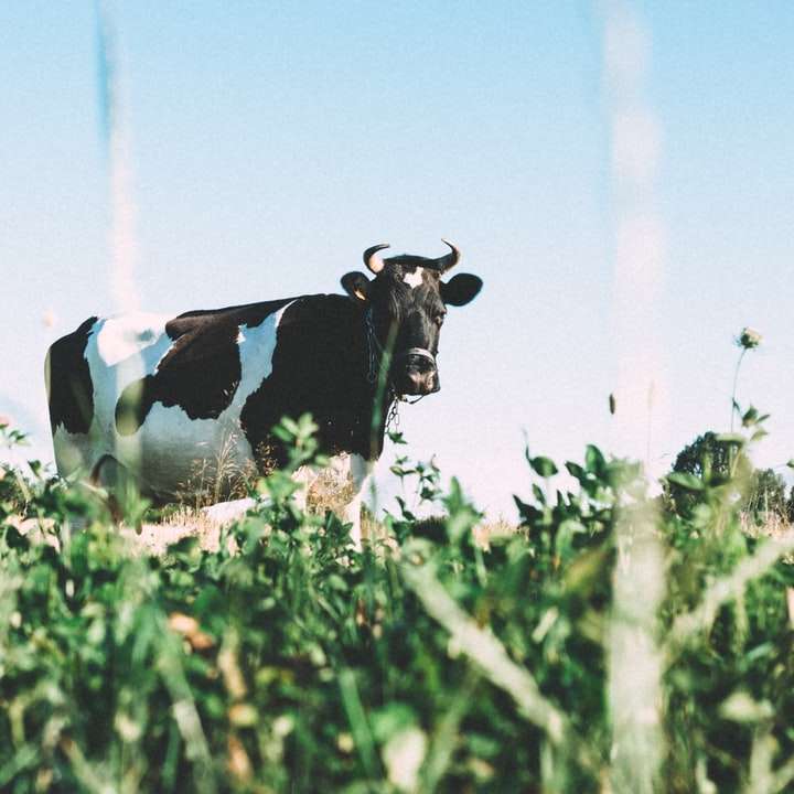 mucca da latte in bianco e nero su erbe verdi durante il giorno puzzle scorrevole online