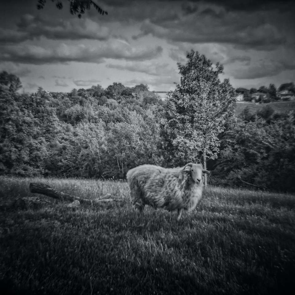 grijswaardenfoto van schapen op grasveld schuifpuzzel online