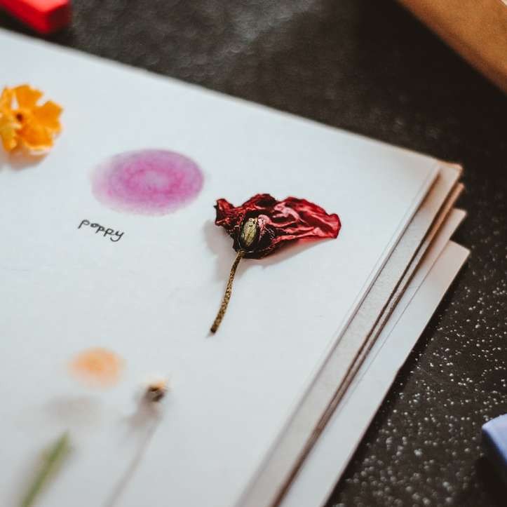 růžová růže na bílém papíře tiskárny posuvné puzzle online