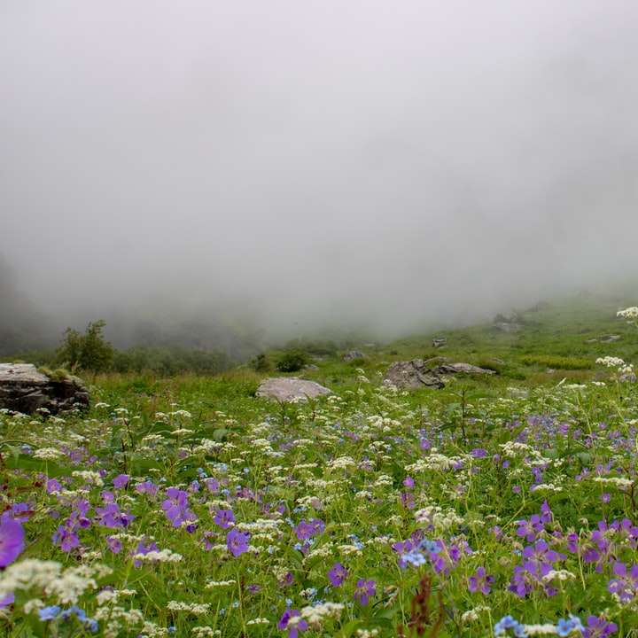 fioletowe pole kwiatów pod białymi chmurami w ciągu dnia puzzle przesuwne online