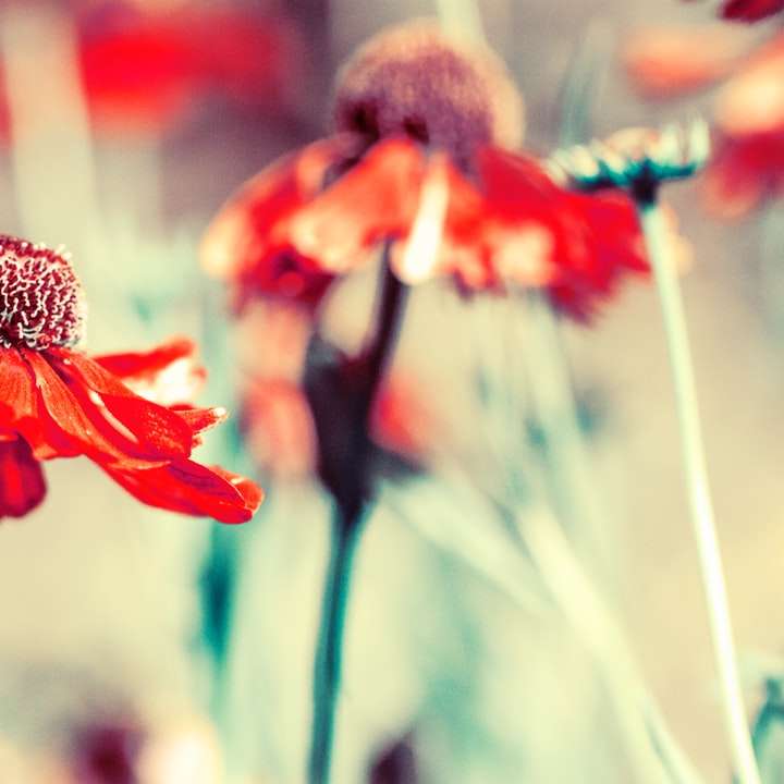 неглибокий фокус фото червоних квітів розсувний пазл онлайн