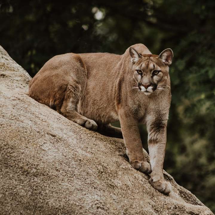 Puma en formación rocosa marrón rompecabezas en línea