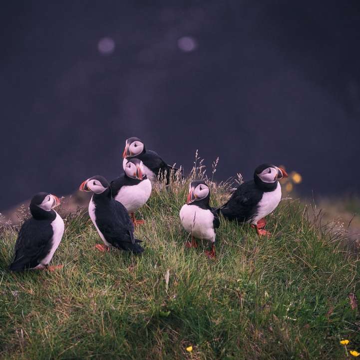 vita och svarta fåglar nära vattendrag Pussel online