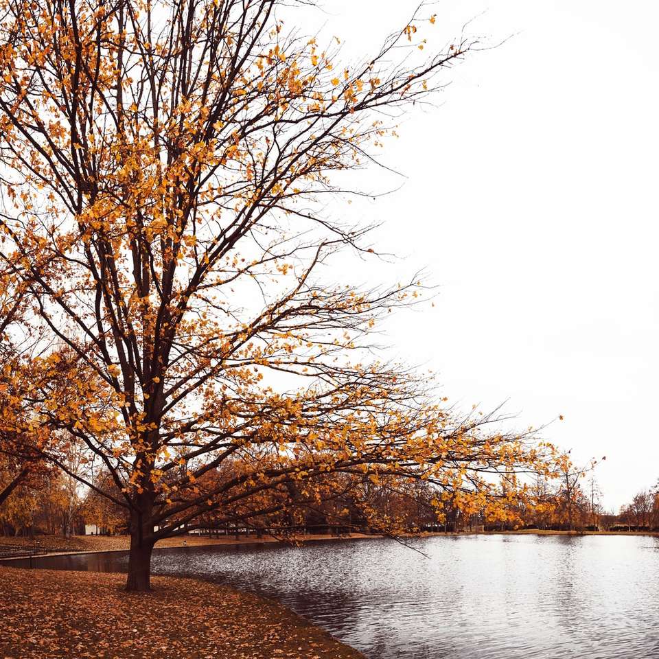 brązowe drzewa nad rzeką pod białym niebem w ciągu dnia puzzle przesuwne online