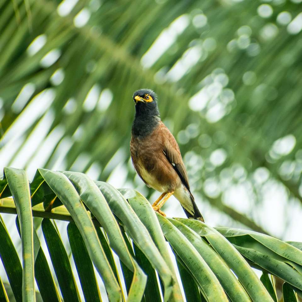 bruine en zwarte vogel op boomtak overdag schuifpuzzel online