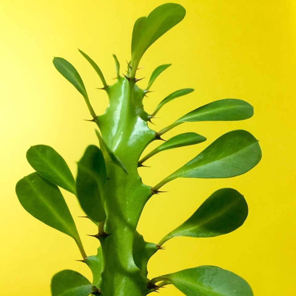 зеленое растение онлайн-пазл