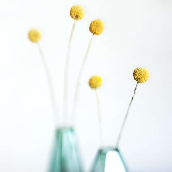 κίτρινο λουλούδι ρηχή φωτογραφία συρόμενο παζλ online