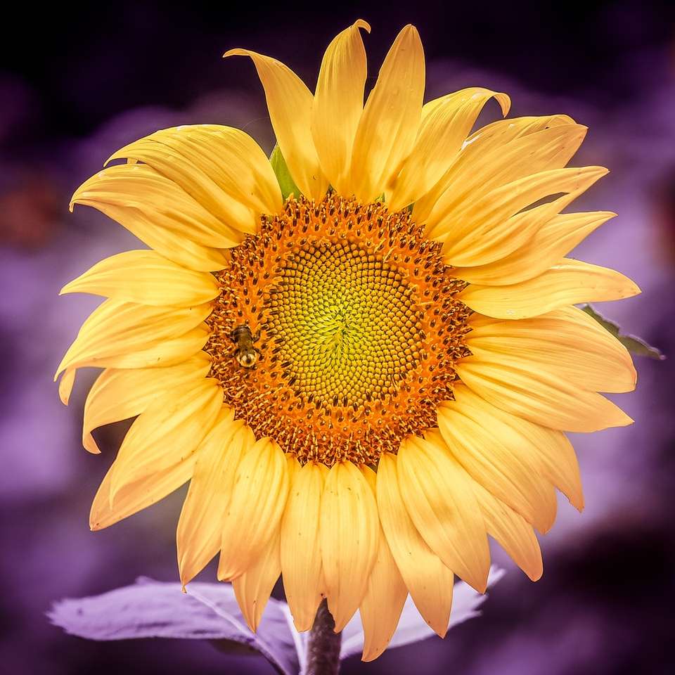λουλούδι ήλιου με μέλισσα στην κορυφή συρόμενο παζλ online