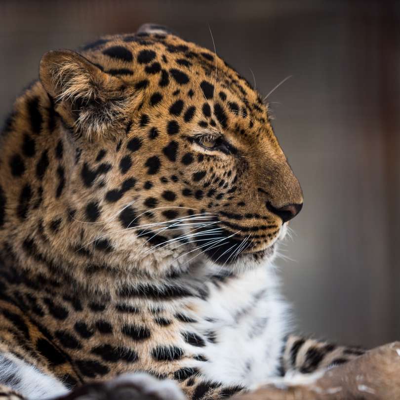 sekély fókuszú fotózás leopárdról online puzzle