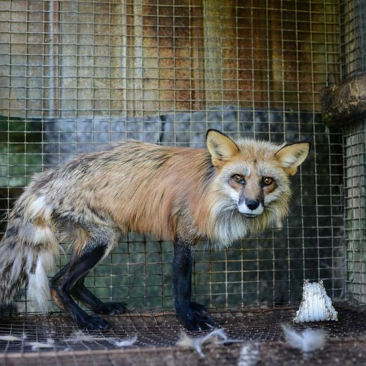 кафява лисица в клетка през деня плъзгащ се пъзел онлайн