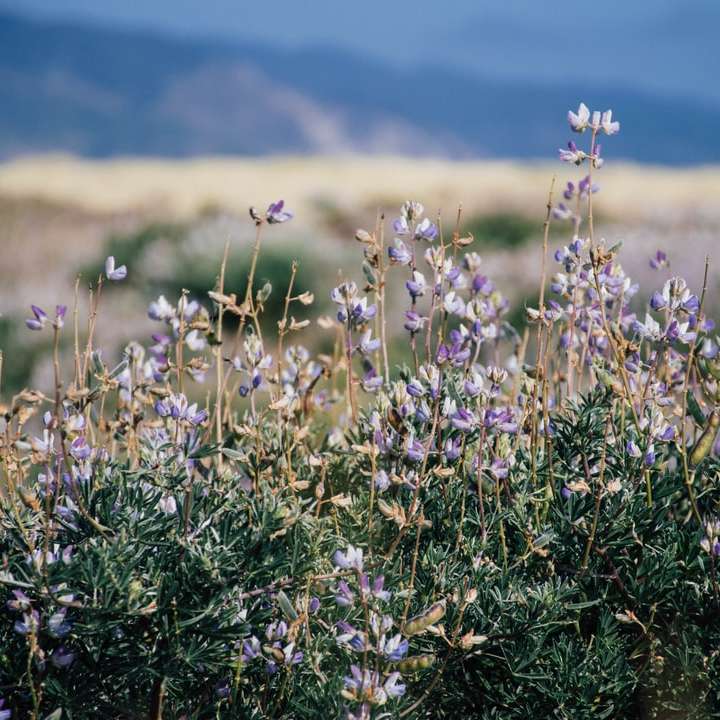 Fotografía de enfoque superficial del campo de flores moradas rompecabezas en línea