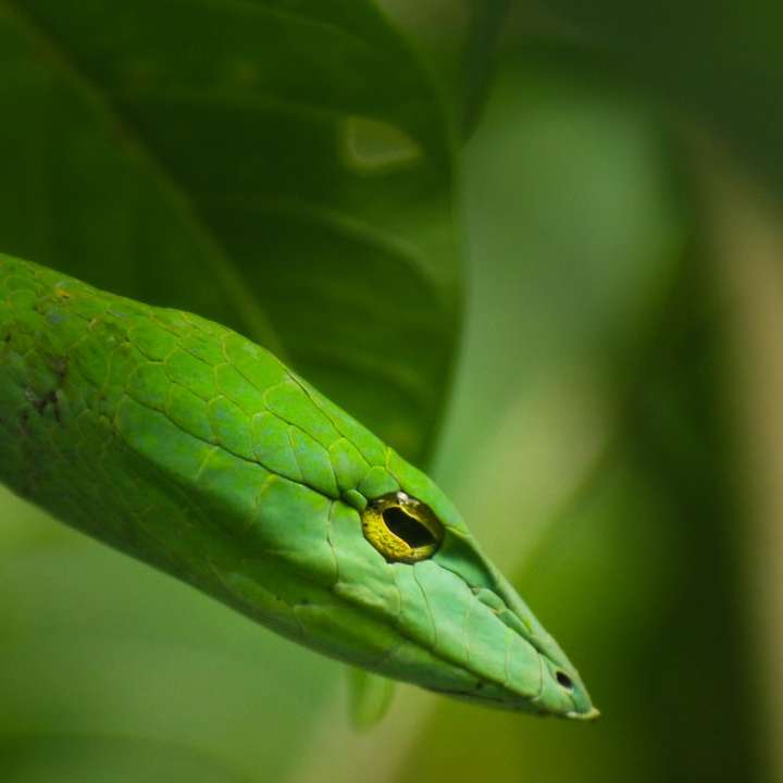 緑のヘビのクローズアップ写真 オンラインパズル