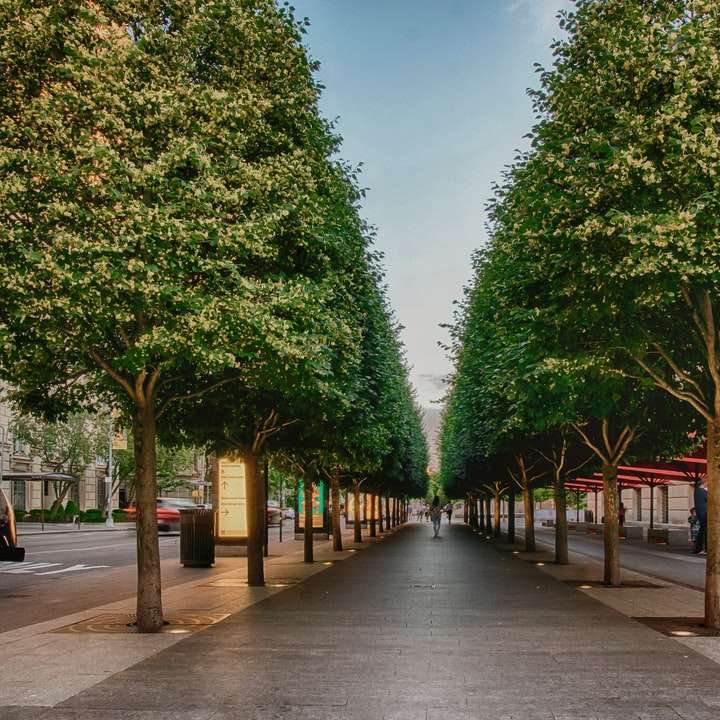 зелени дървета по сива бетонна пътека през деня онлайн пъзел