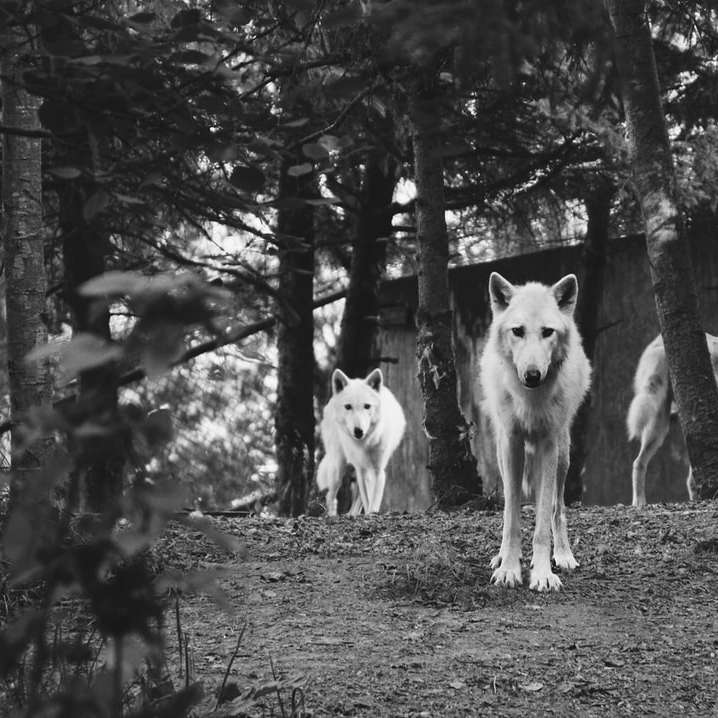 grijswaardenfoto van drie honden in het bos online puzzel