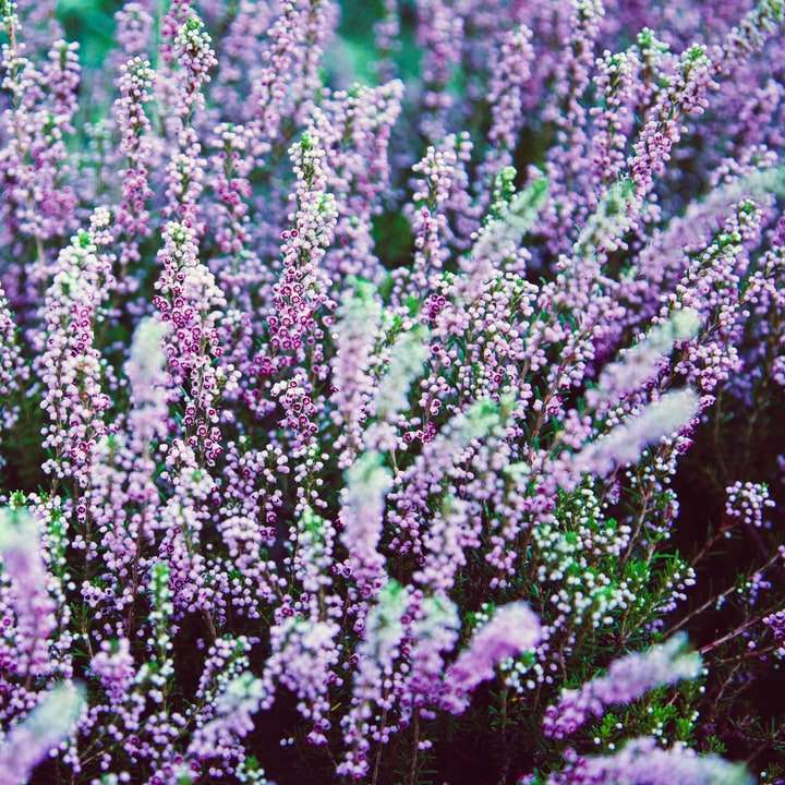 фиолетовое цветочное поле в дневное время раздвижная головоломка онлайн