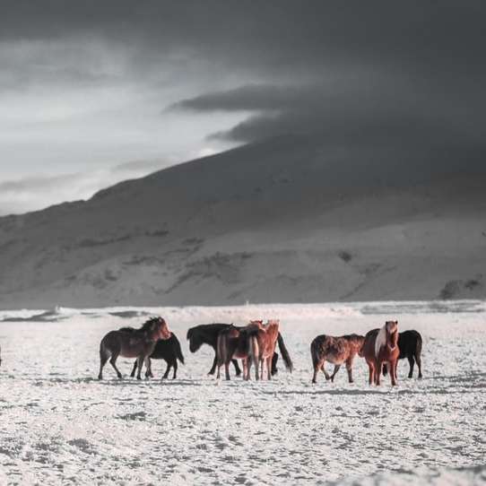 ομάδα αλόγων σε λευκό χιόνι πεδίο κάτω από τον γκρίζο ουρανό συρόμενο παζλ online