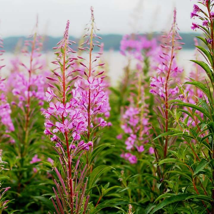 неглибокий фокус фотографія рожевих квітів онлайн пазл
