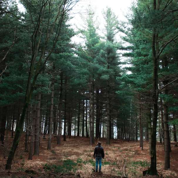 muž stojící obklopený vysokými borovicemi posuvné puzzle online