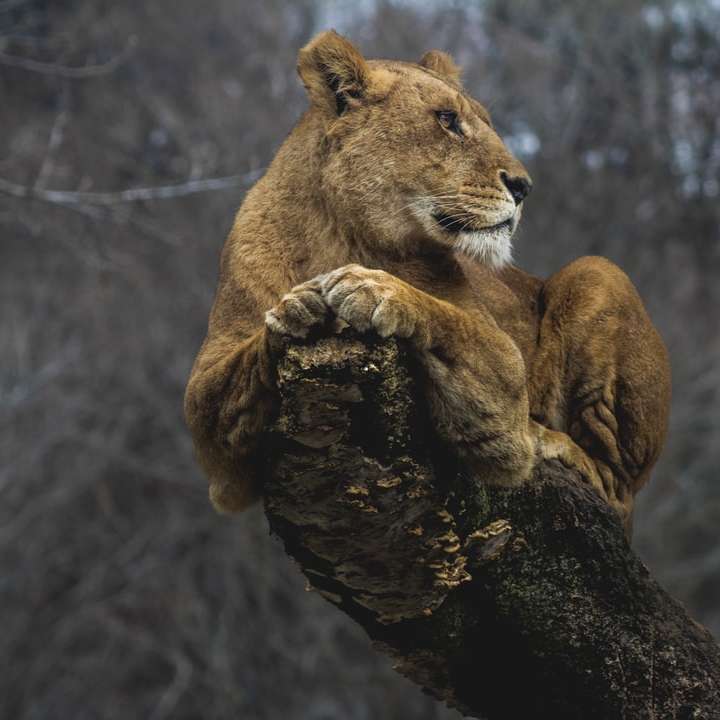 Lioness on tree branch at daytime sliding puzzle online