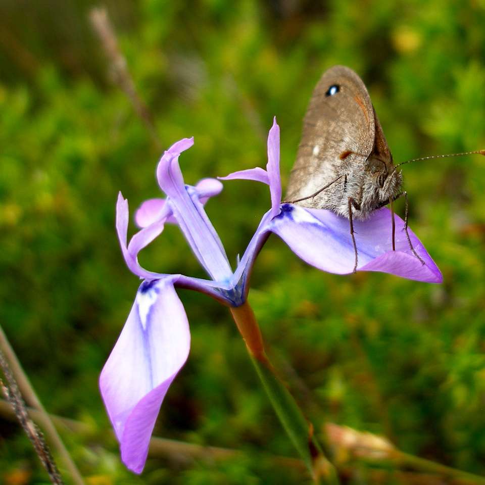 Iris vlinder online puzzel
