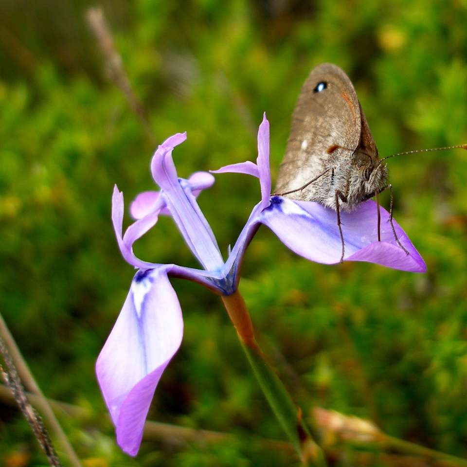 Iris Papillon puzzle en ligne