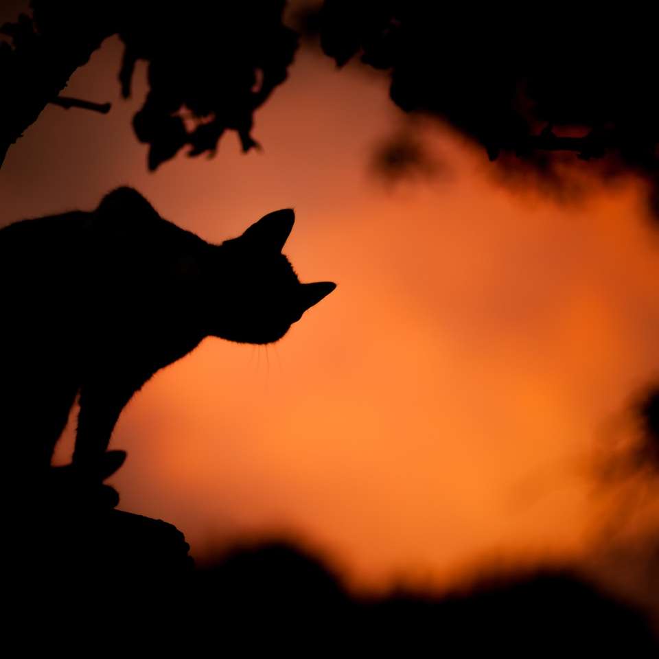 silhouetfoto van een kat schuifpuzzel online