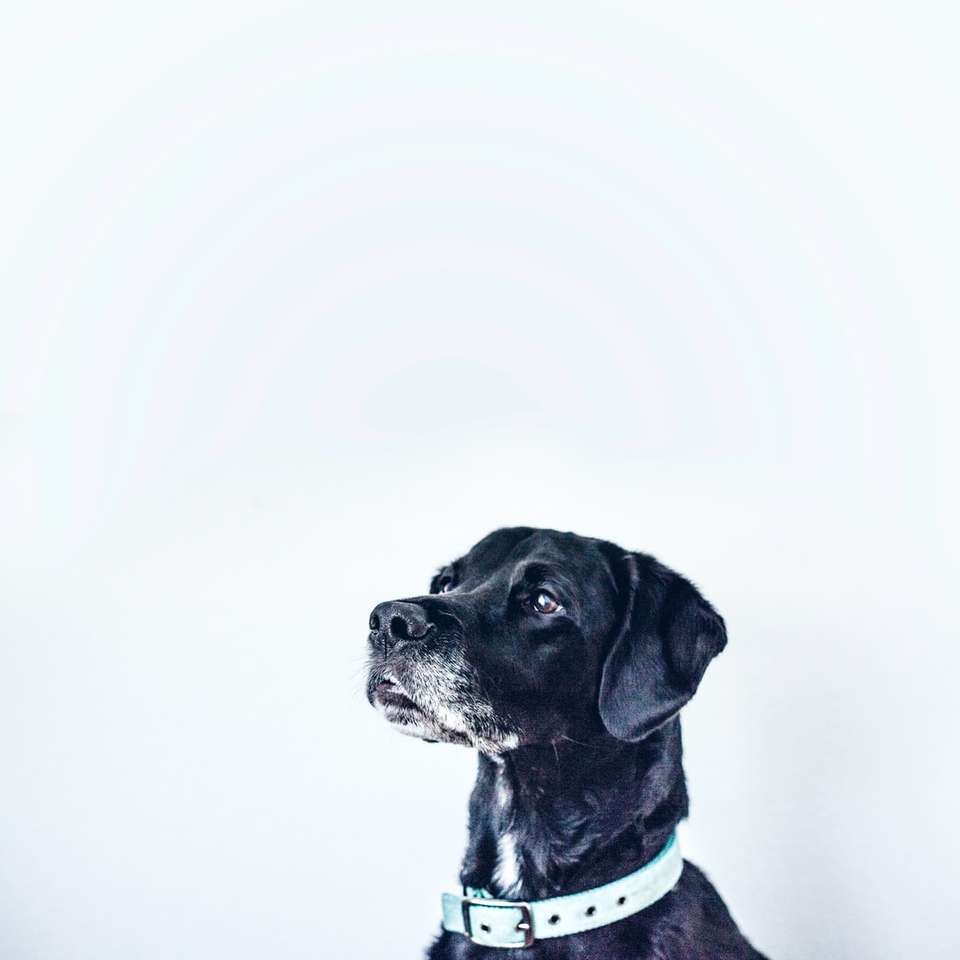 chien noir avec collier blanc puzzle en ligne