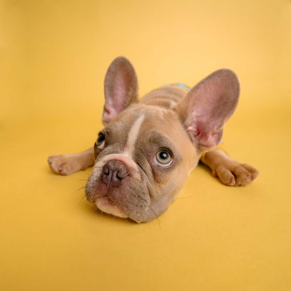 Brauner Welpe der französischen Bulldogge, der auf gelbem Textil liegt Schiebepuzzle online