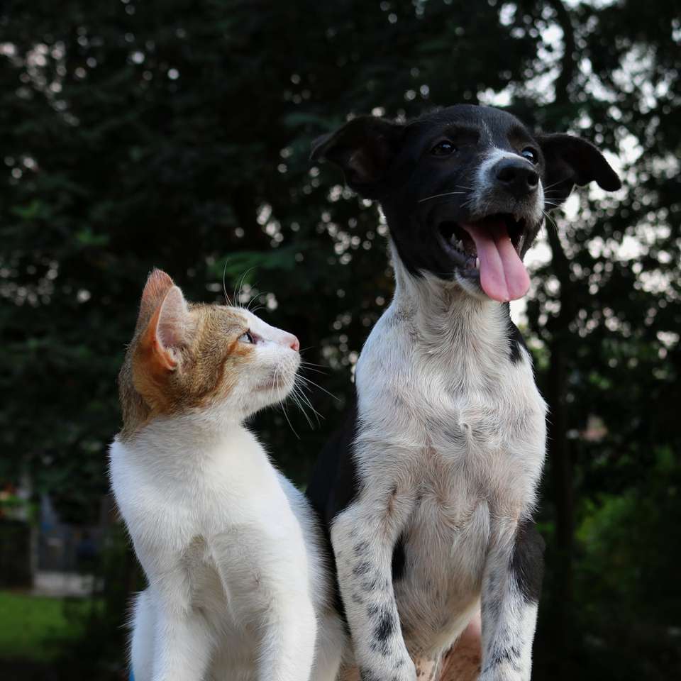 fotografia de foco raso de cachorro e gato puzzle deslizante online