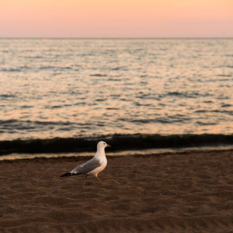 pássaro branco e cinza na praia durante o dia puzzle online