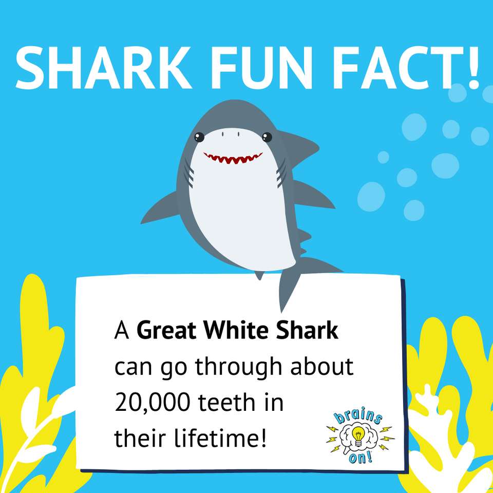 Факт за акулите онлайн пъзел