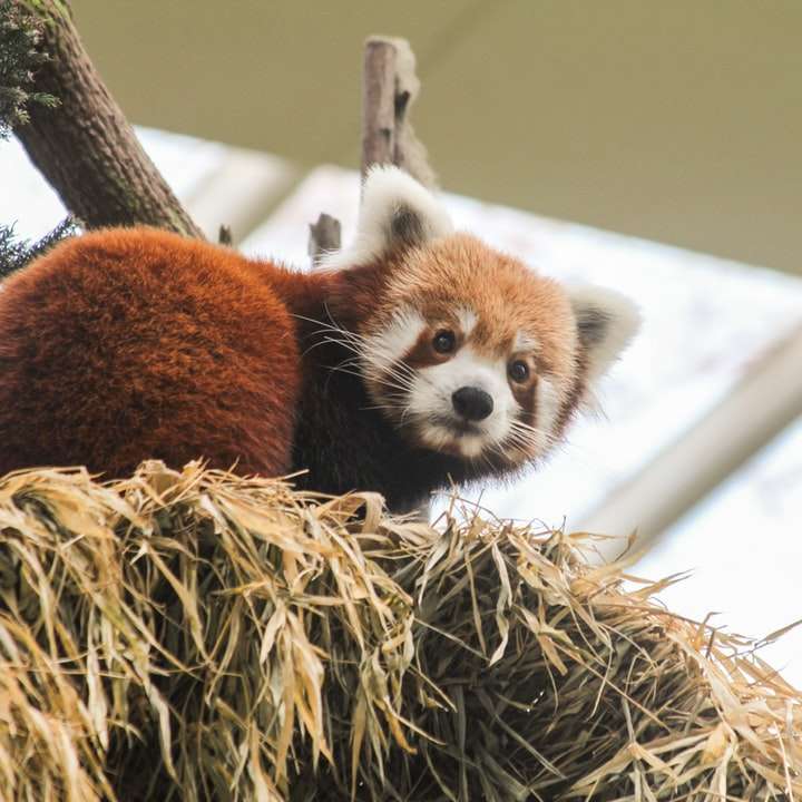 Красная панда на стоге сена онлайн-пазл