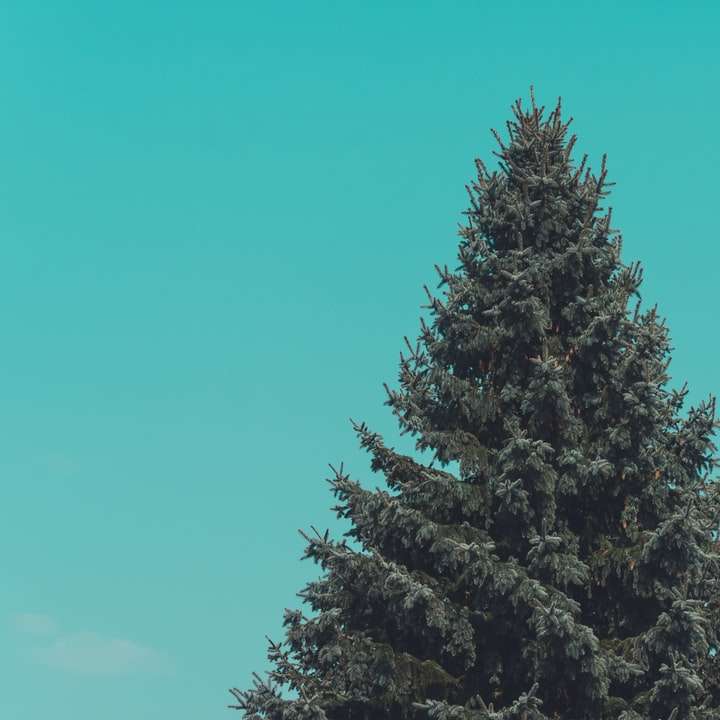 green pine tree under green sky online puzzle