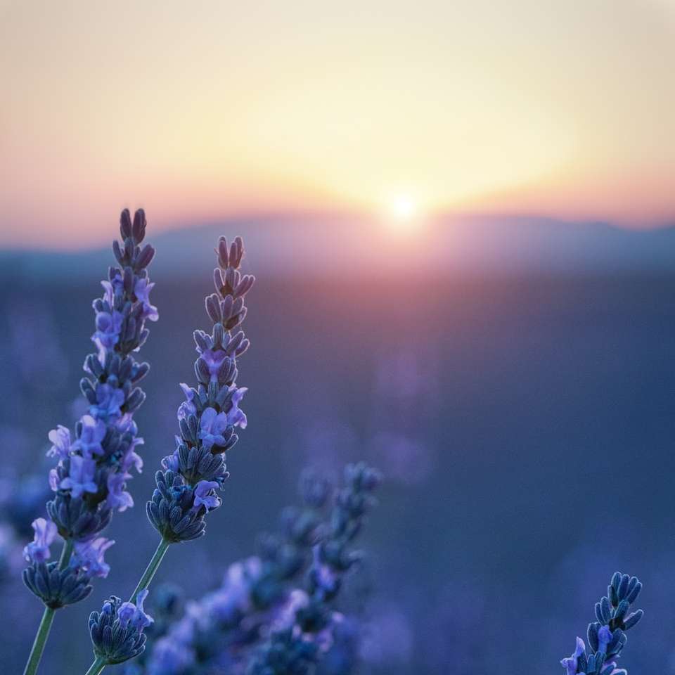 campo di fiori viola durante il tramonto puzzle scorrevole online
