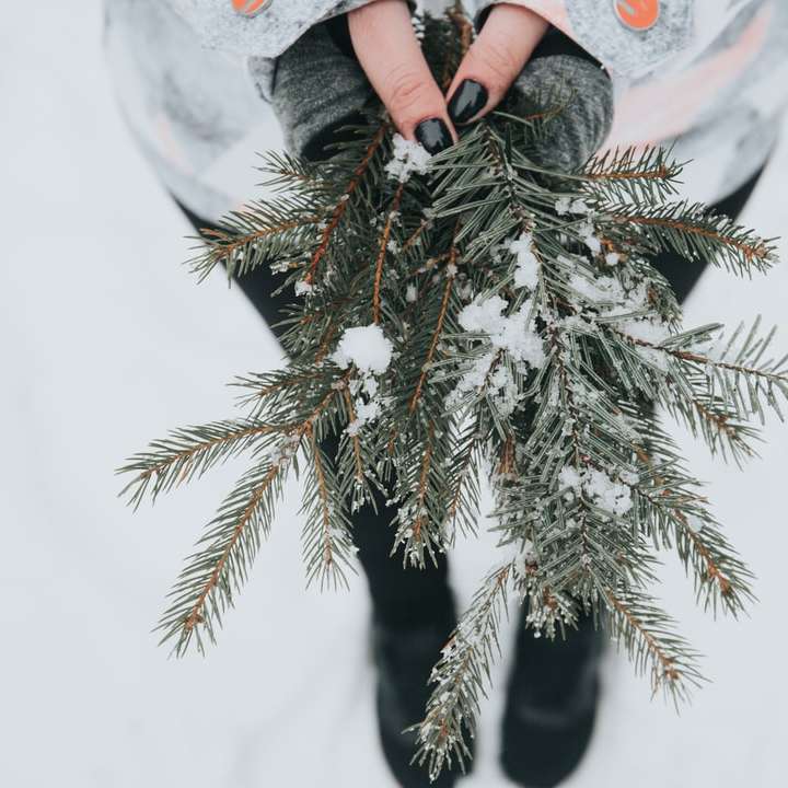 Person, die grüne Kiefernpflanze mit Schnee hält Schiebepuzzle online