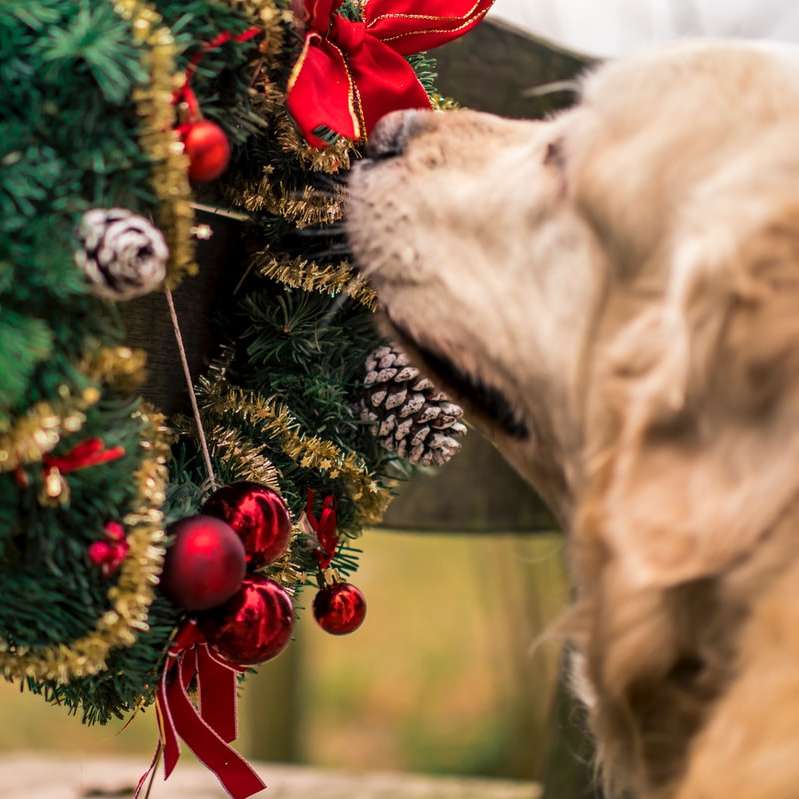 dog smelling garland wreath online puzzle