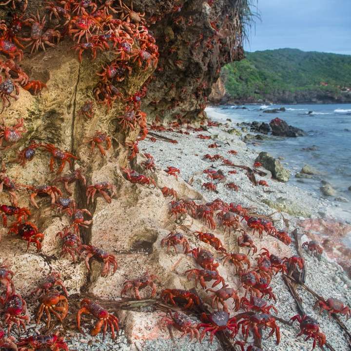 krabbor nära stranden glidande pussel online