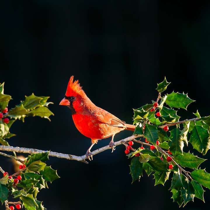 неглубокий фокус кардинальной птицы на ветке дерева раздвижная головоломка онлайн