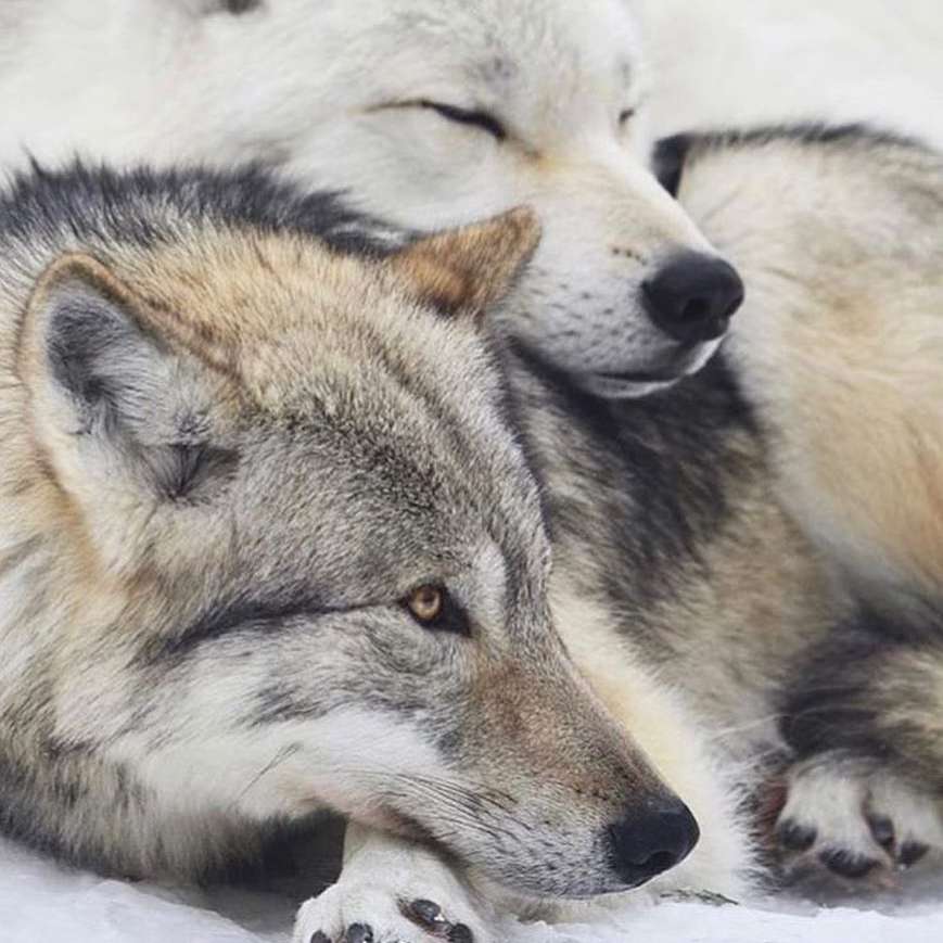 Paar wolven online puzzel